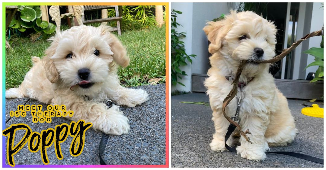 ISC Puppy In Training To Be a Therapy Dog