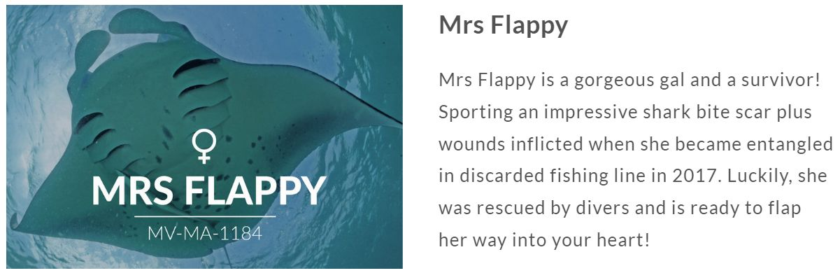 Mrs Flappy The Manta Ray