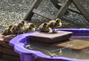 Springtime Brings New Animal Friends to Our School