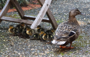 Springtime Brings New Animal Friends to Our School