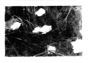 Photography Club